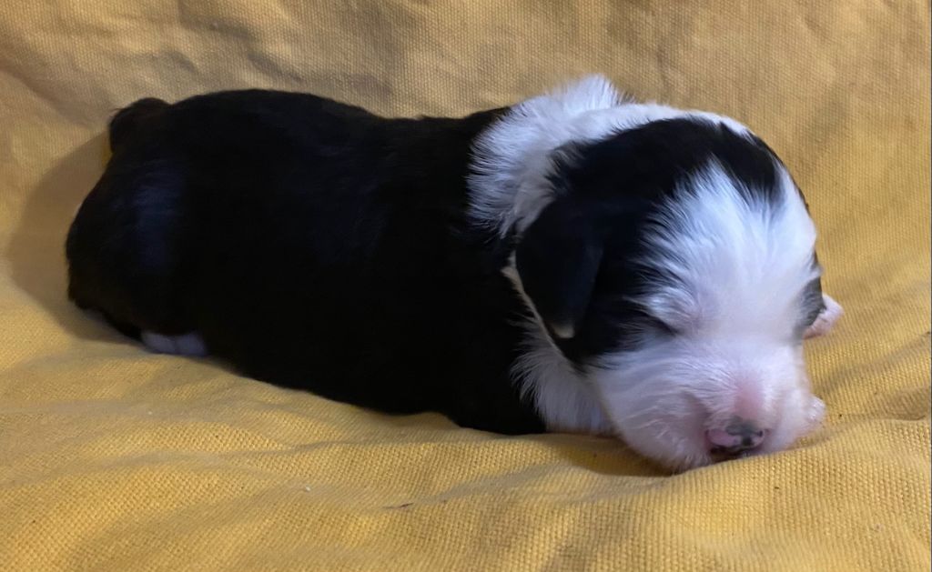 Of Pure Magic Wood - Chiot disponible  - Bearded Collie