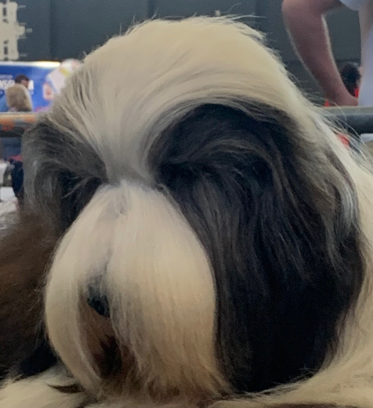 CH. alistair 's ALISTAIR'S QUICKSTEP