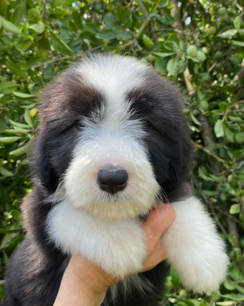 Of Pure Magic Wood - Chiots disponibles - Bearded Collie