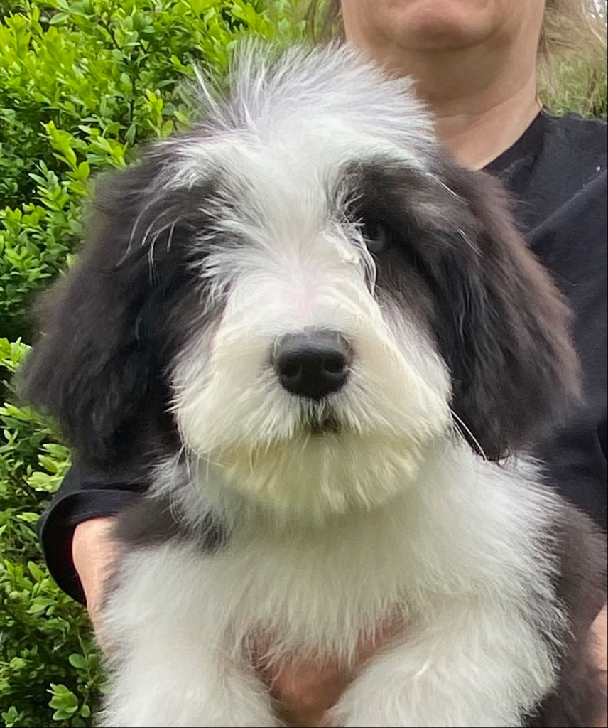 Of Pure Magic Wood - Chiots disponibles - Bearded Collie