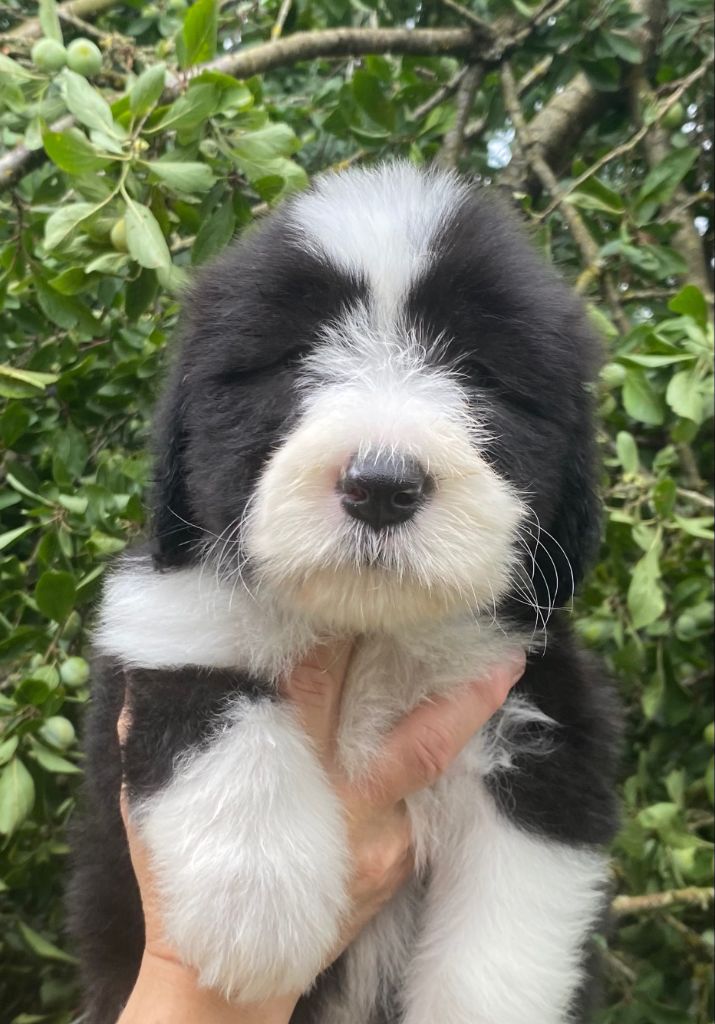Of Pure Magic Wood - Chiots disponibles - Bearded Collie