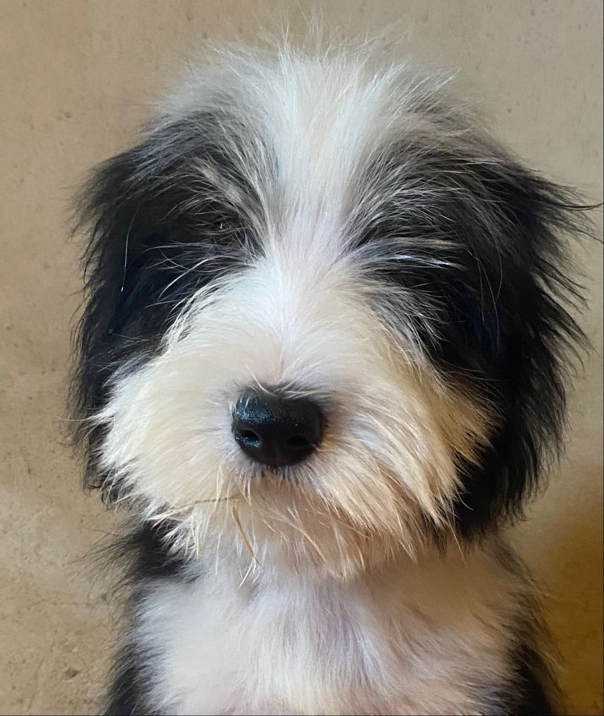 Of Pure Magic Wood - Chiots disponibles - Bearded Collie