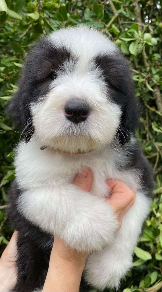 Of Pure Magic Wood - Chiots disponibles - Bearded Collie