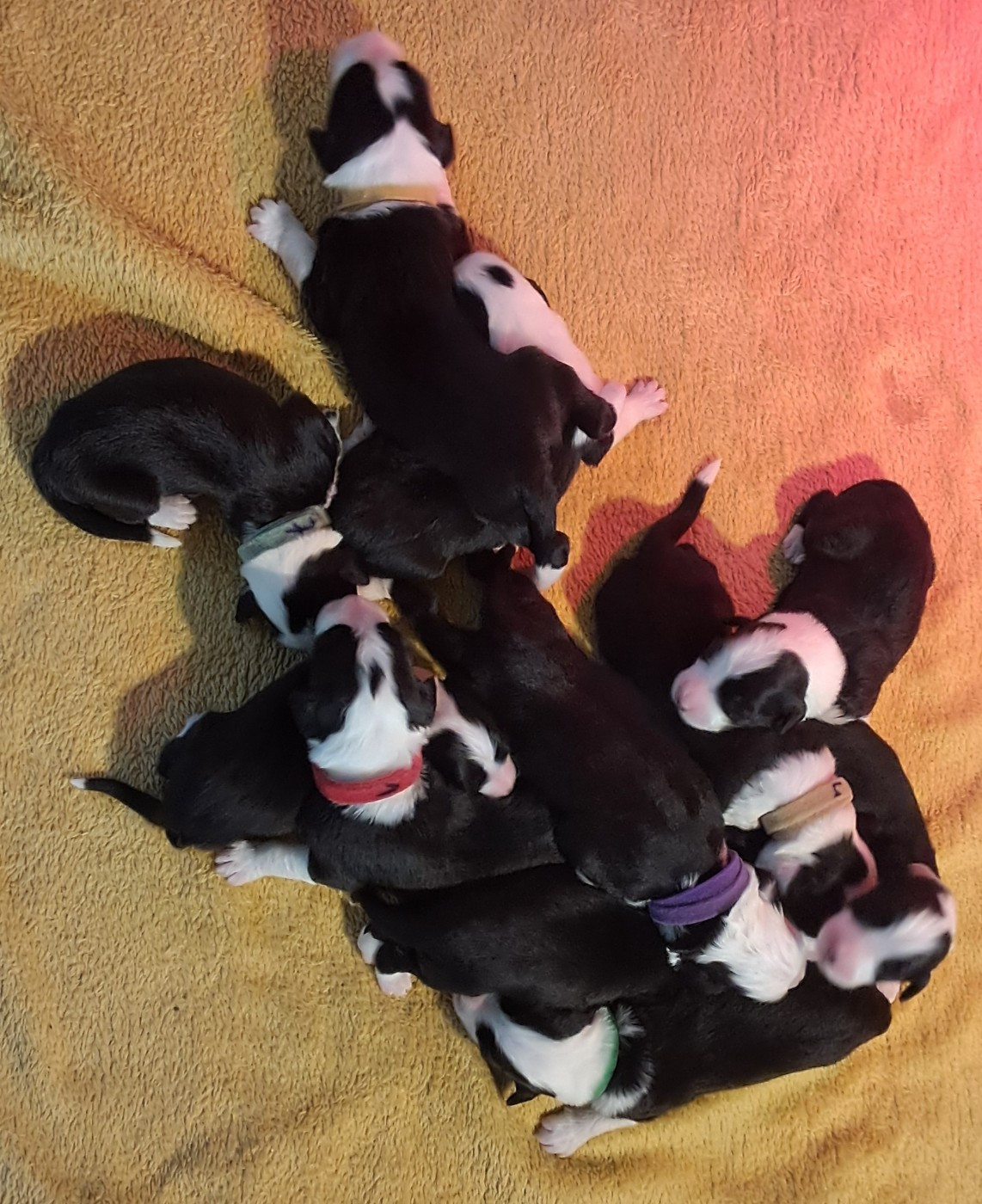 Of Pure Magic Wood - Chiots disponibles - Bearded Collie