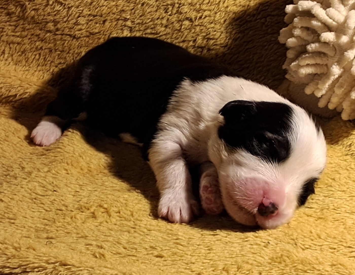 Of Pure Magic Wood - Chiots disponibles - Bearded Collie