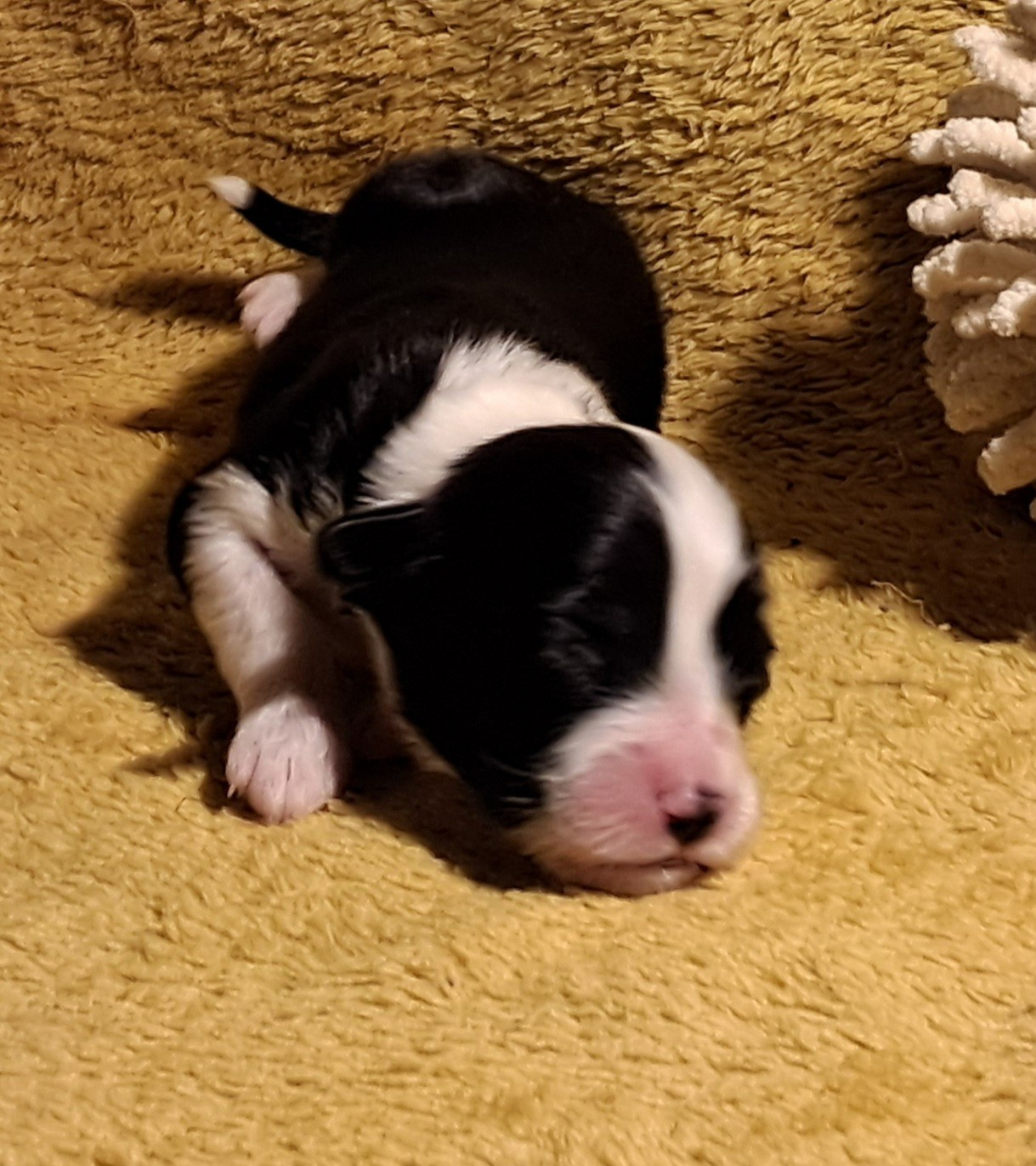 Of Pure Magic Wood - Chiots disponibles - Bearded Collie