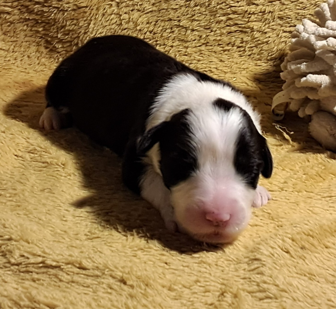 Of Pure Magic Wood - Chiots disponibles - Bearded Collie