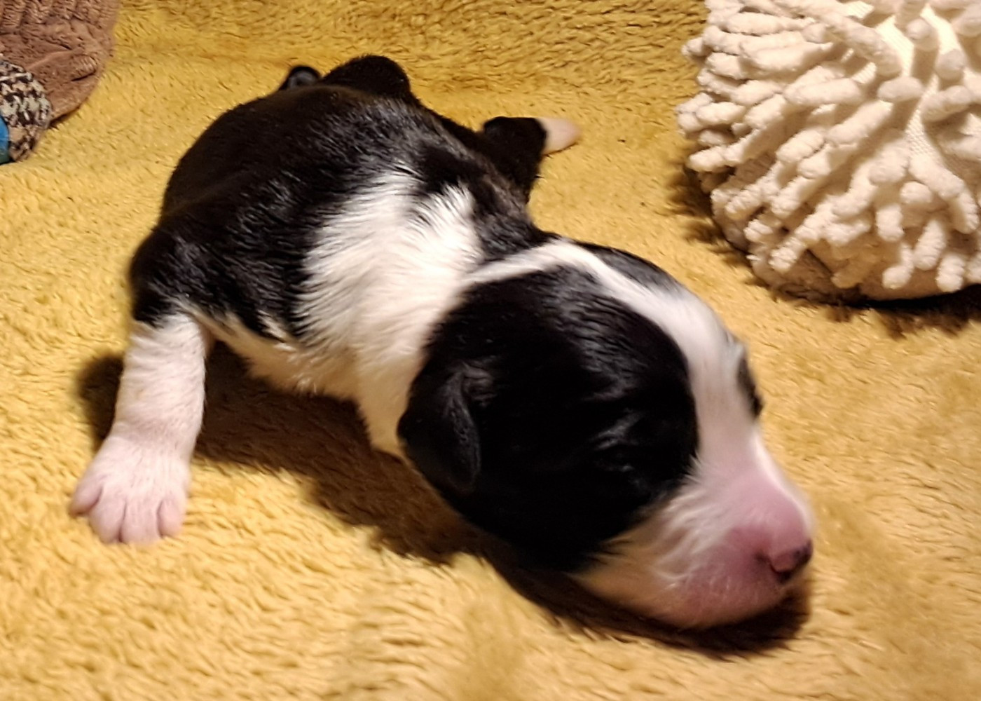 Of Pure Magic Wood - Chiots disponibles - Bearded Collie