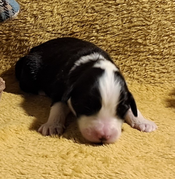 Of Pure Magic Wood - Chiots disponibles - Bearded Collie