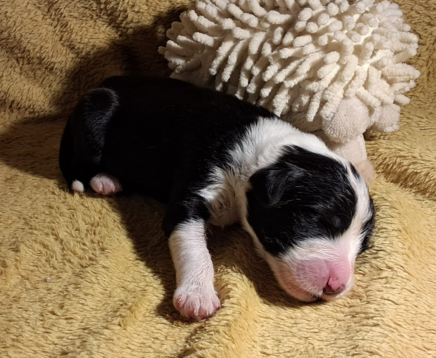 Of Pure Magic Wood - Chiots disponibles - Bearded Collie