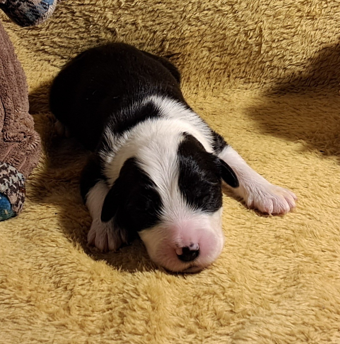 Of Pure Magic Wood - Chiots disponibles - Bearded Collie