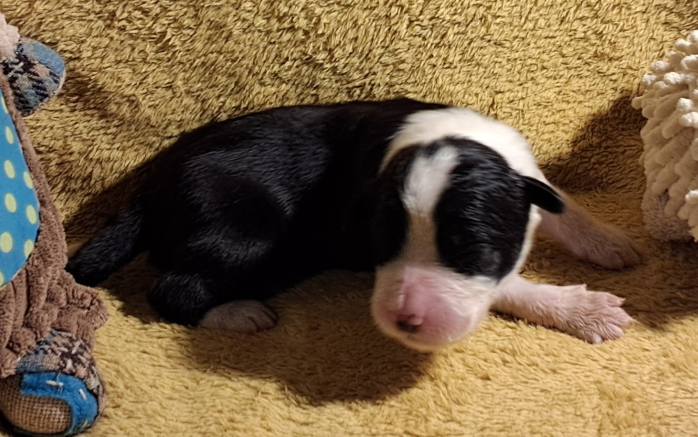 Of Pure Magic Wood - Chiots disponibles - Bearded Collie