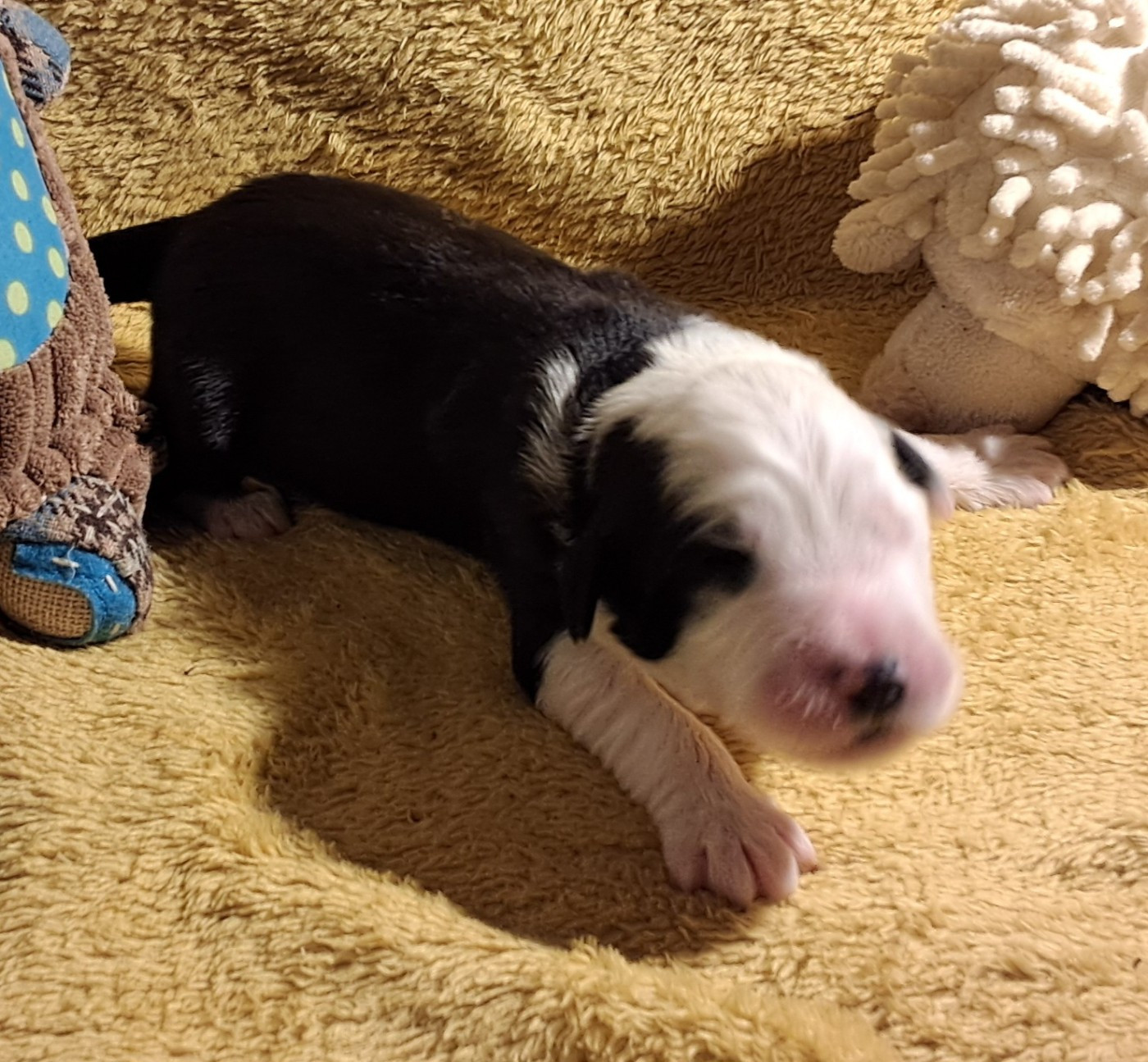 Of Pure Magic Wood - Chiots disponibles - Bearded Collie