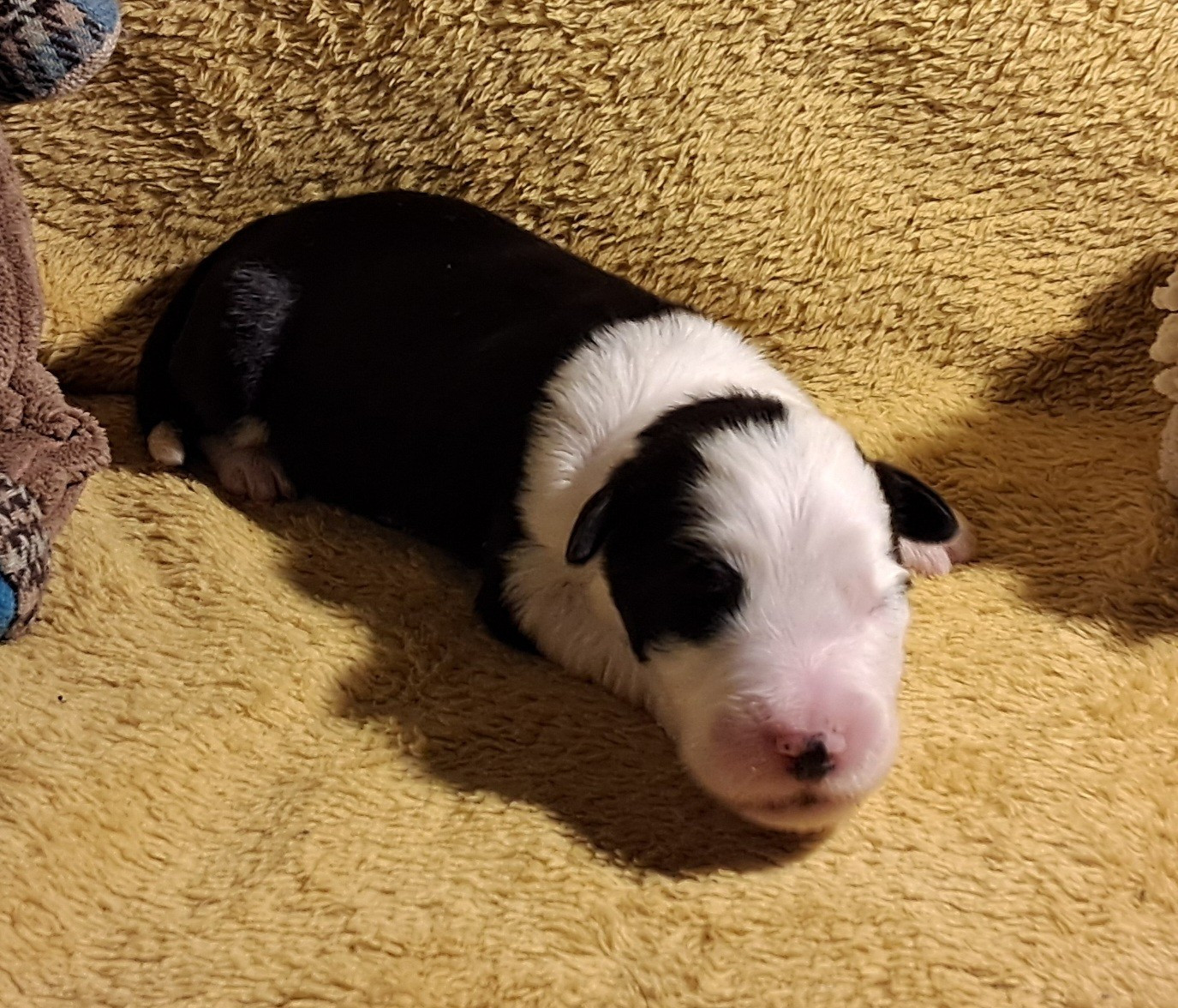 Of Pure Magic Wood - Chiots disponibles - Bearded Collie