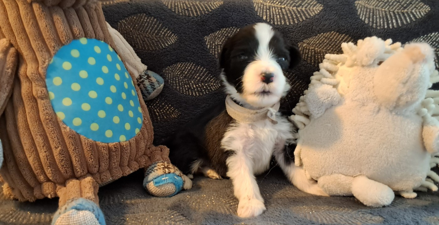 Of Pure Magic Wood - Chiots disponibles - Bearded Collie