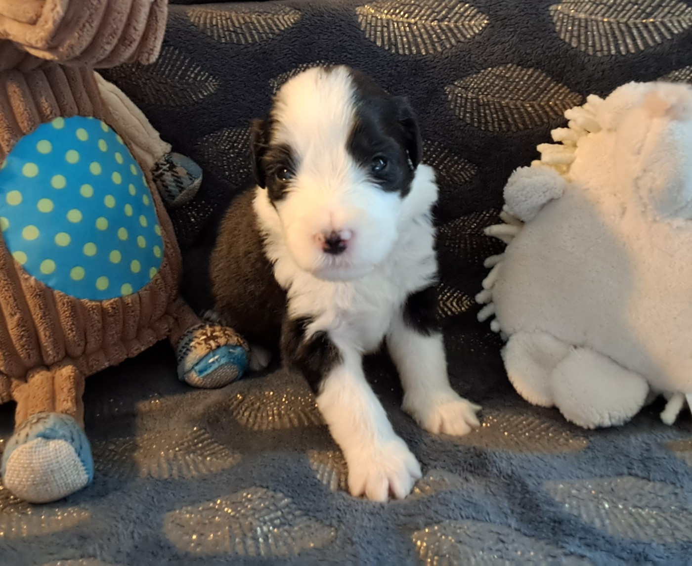 Of Pure Magic Wood - Chiots disponibles - Bearded Collie