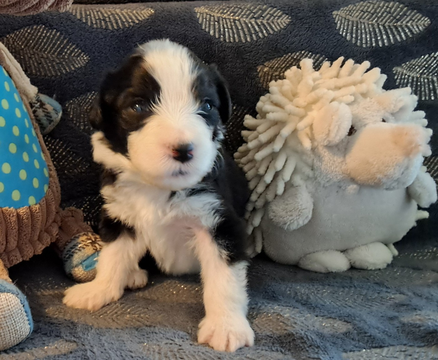 Of Pure Magic Wood - Chiots disponibles - Bearded Collie