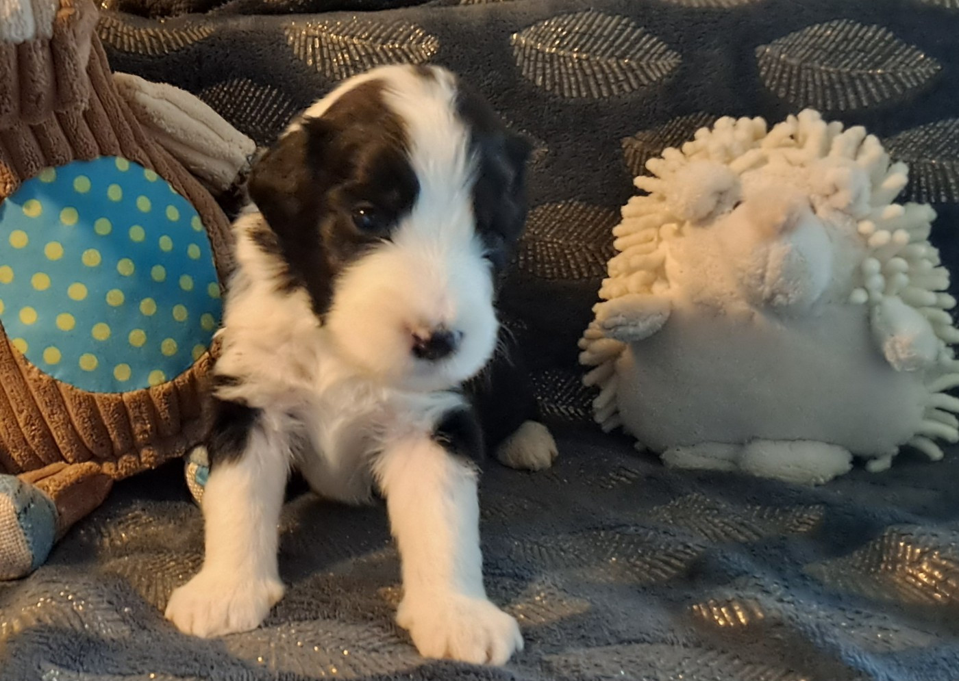 Of Pure Magic Wood - Chiots disponibles - Bearded Collie
