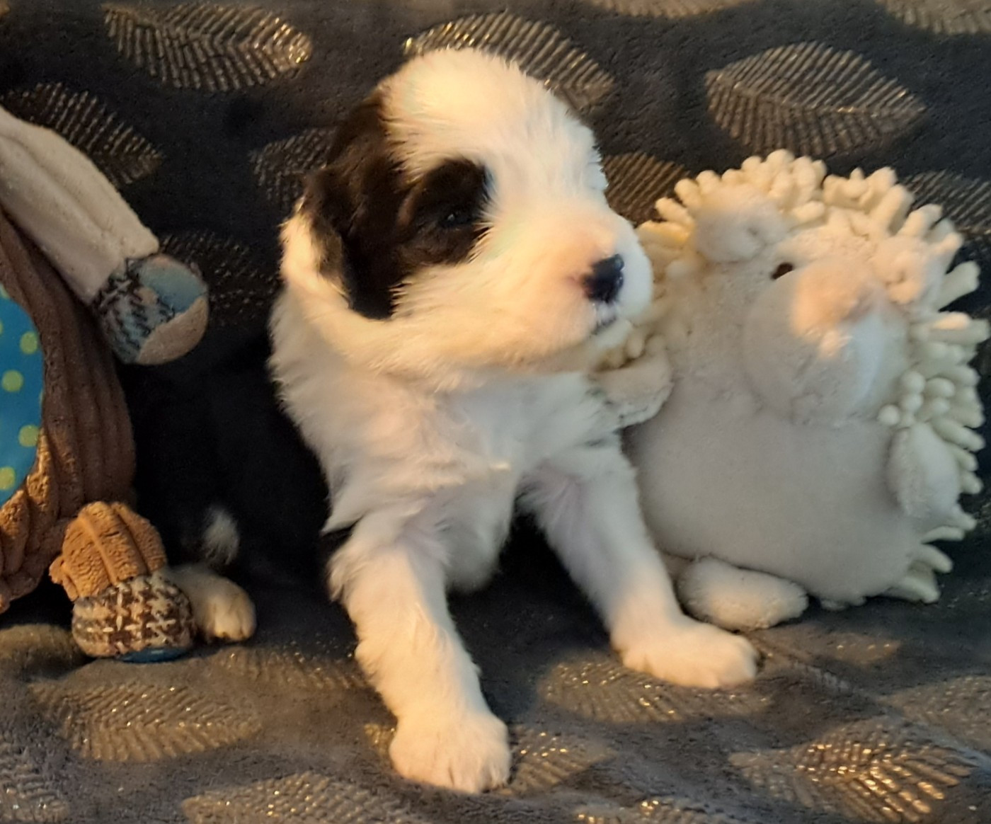 Of Pure Magic Wood - Chiots disponibles - Bearded Collie