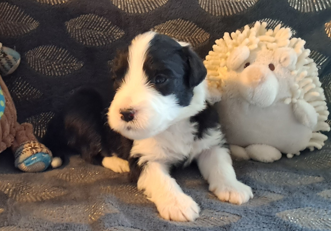 Of Pure Magic Wood - Chiots disponibles - Bearded Collie