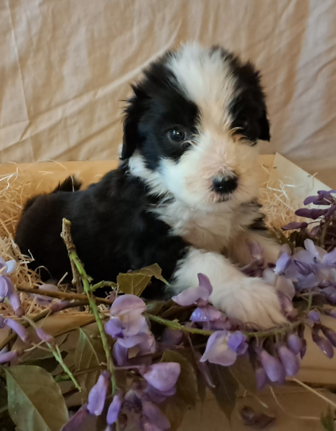 Of Pure Magic Wood - Chiots disponibles - Bearded Collie