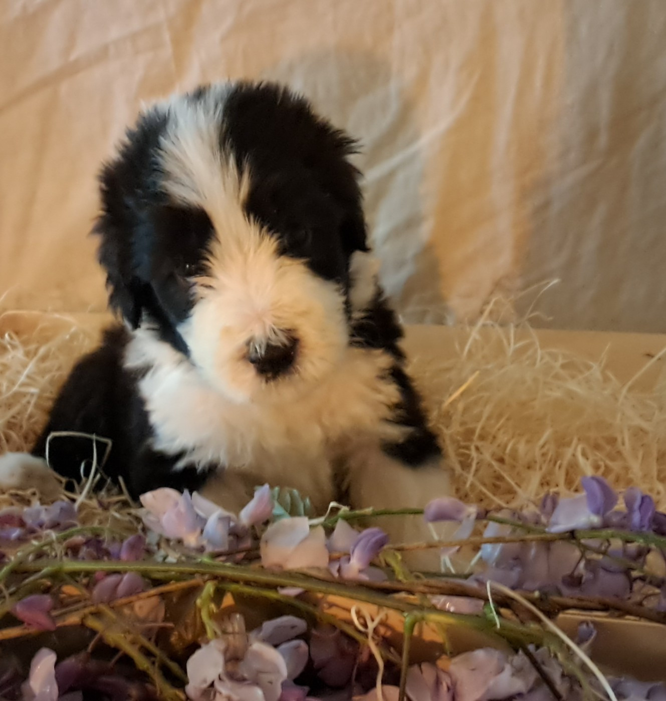 Of Pure Magic Wood - Chiots disponibles - Bearded Collie