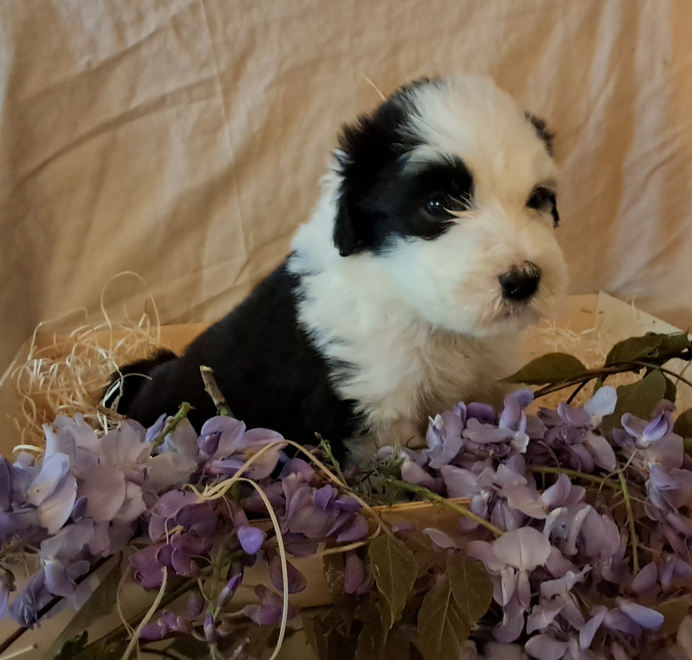 Of Pure Magic Wood - Chiots disponibles - Bearded Collie