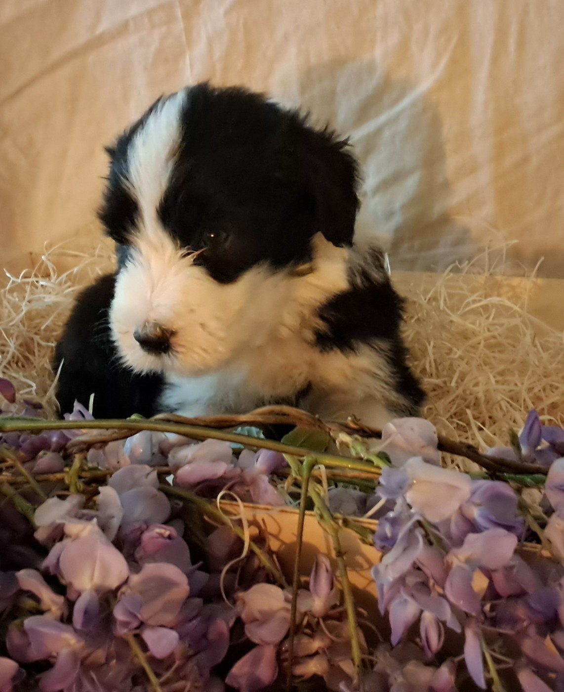 Of Pure Magic Wood - Chiots disponibles - Bearded Collie