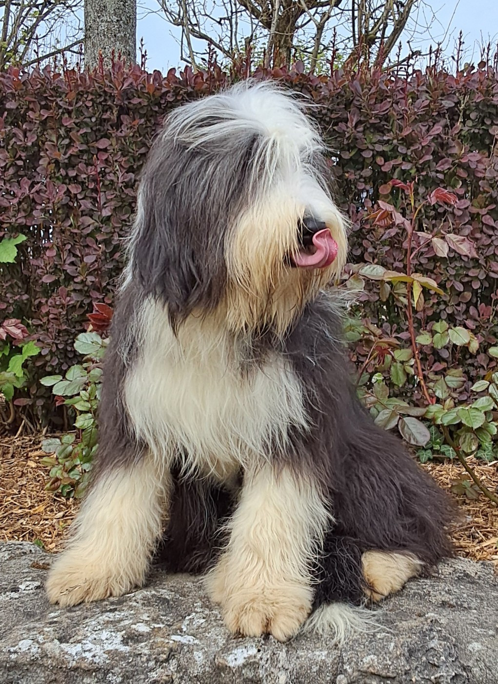 Of Pure Magic Wood - Chiots disponibles - Bearded Collie