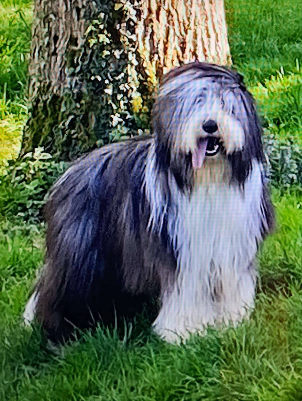 Of Pure Magic Wood - Chiots disponibles - Bearded Collie