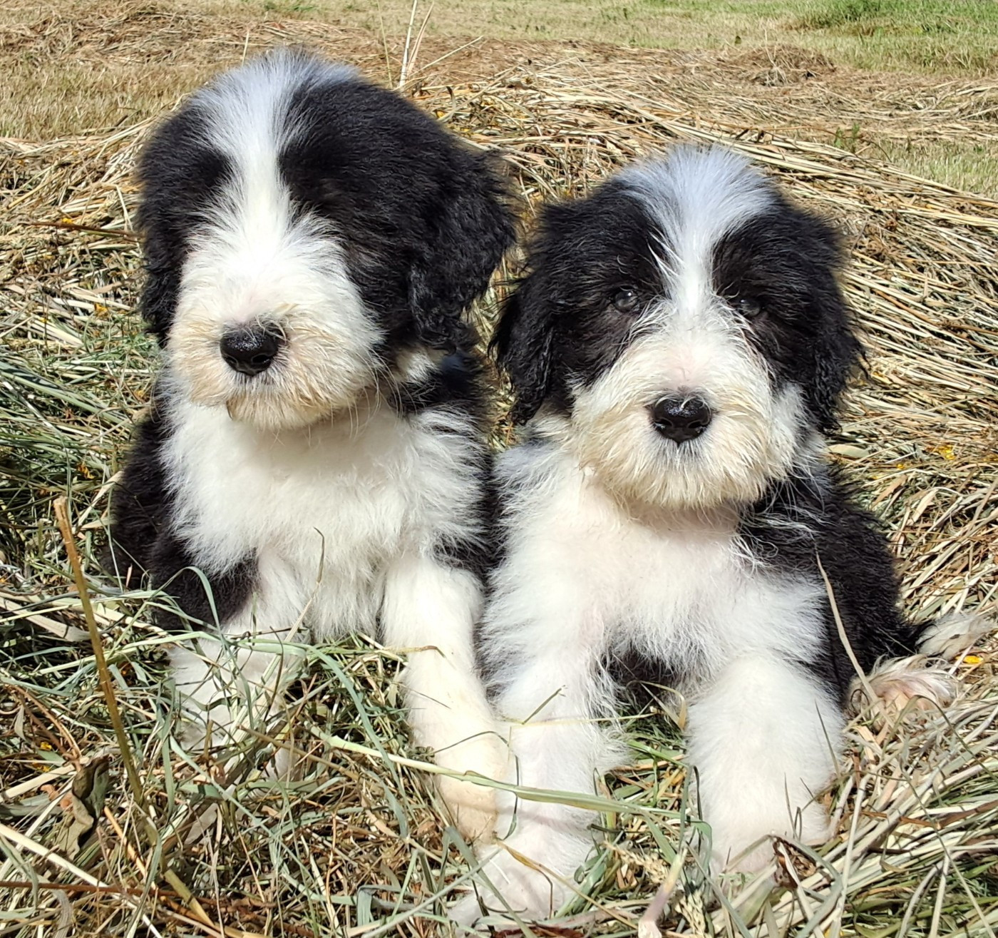 Of Pure Magic Wood - Chiots disponibles - Bearded Collie
