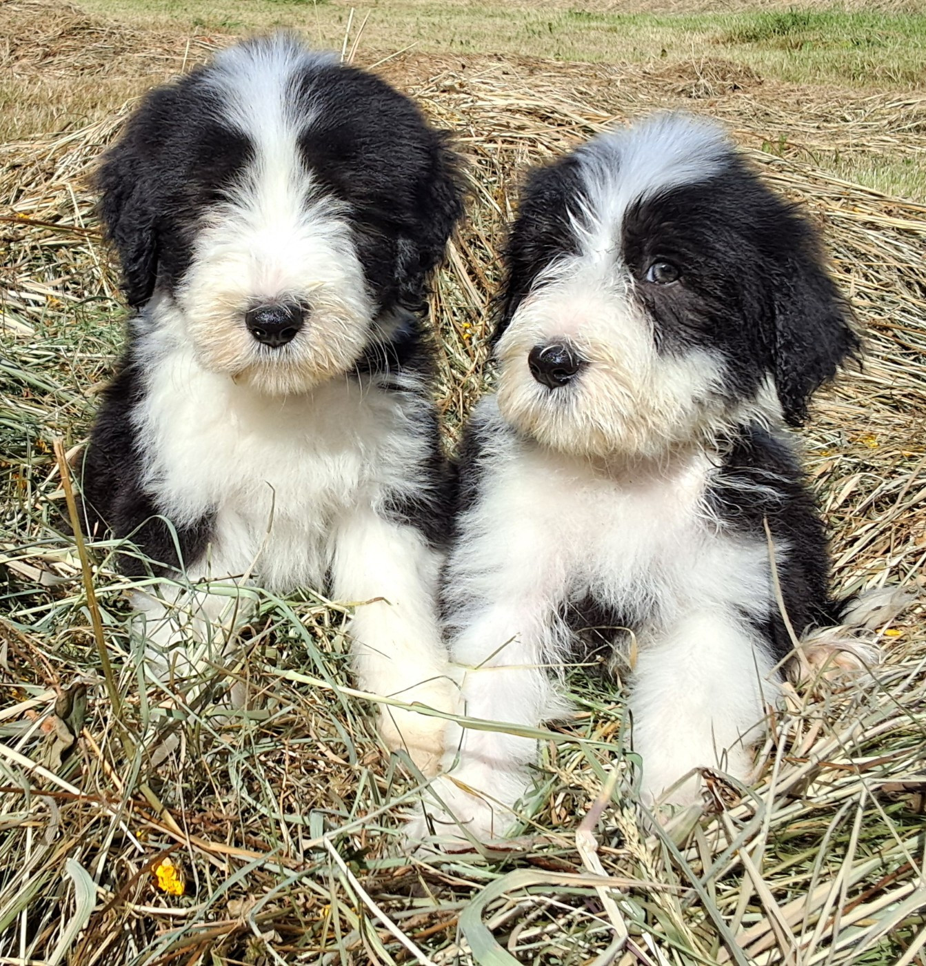 Of Pure Magic Wood - Chiots disponibles - Bearded Collie