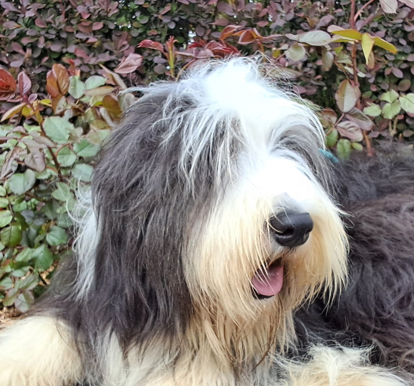 Of Pure Magic Wood - Chiots disponibles - Bearded Collie