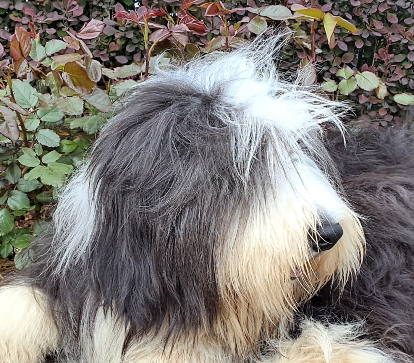 Of Pure Magic Wood - Chiots disponibles - Bearded Collie