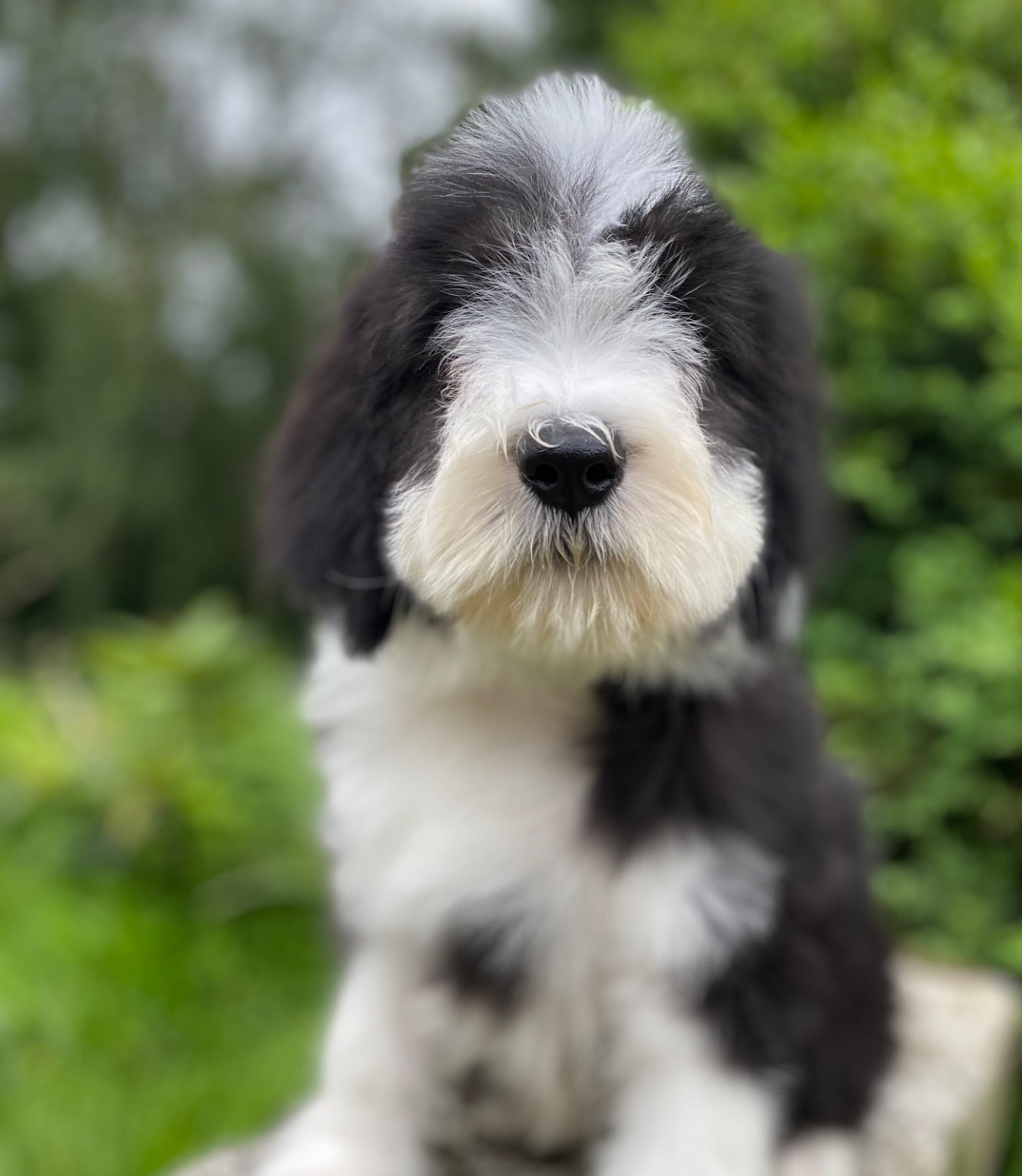 Of Pure Magic Wood - Chiots disponibles - Bearded Collie