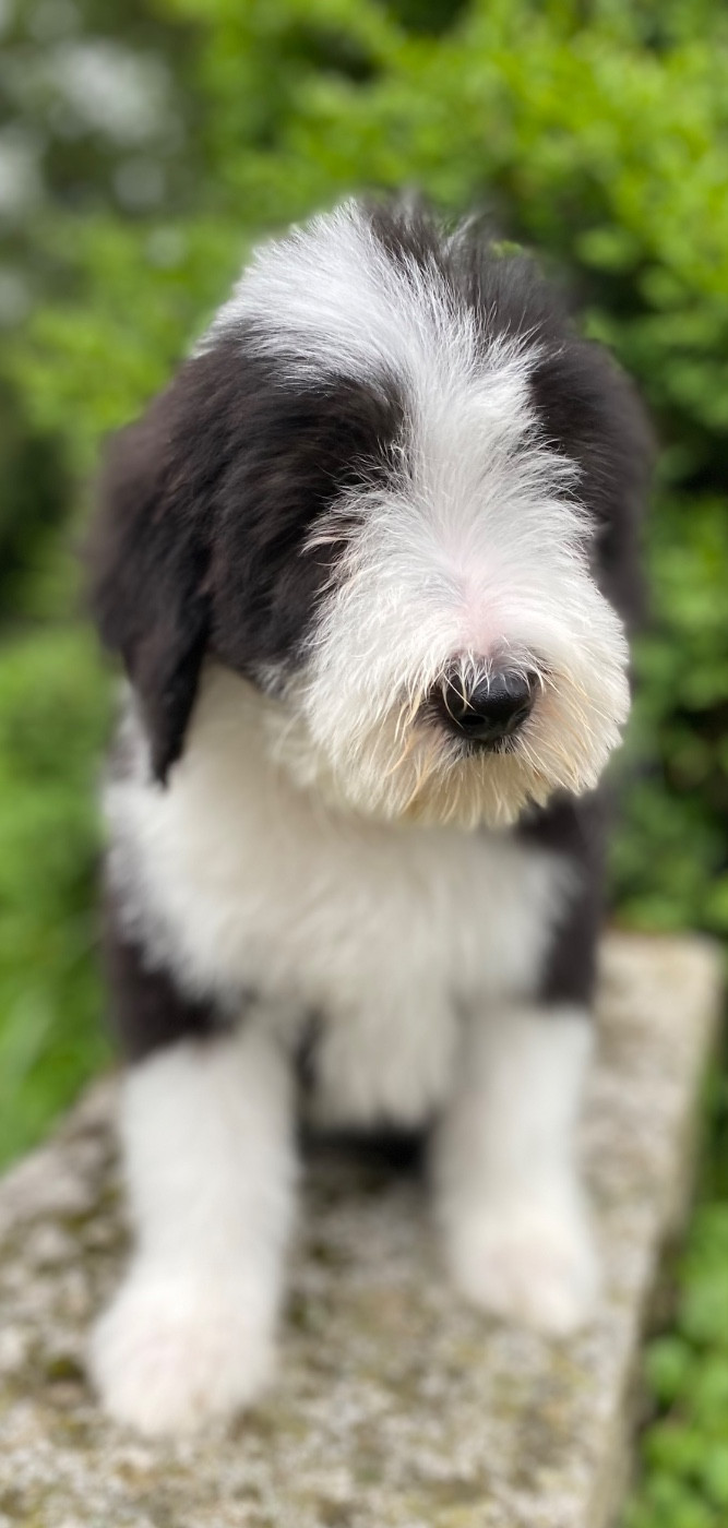 Of Pure Magic Wood - Chiots disponibles - Bearded Collie