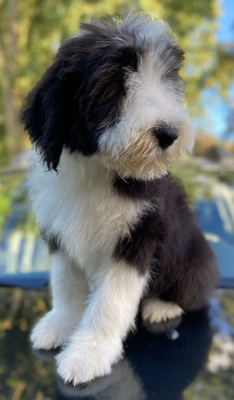 Of Pure Magic Wood - Chiots disponibles - Bearded Collie