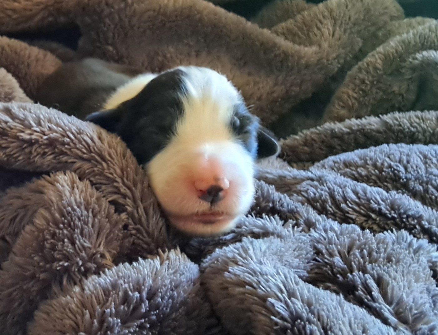 Of Pure Magic Wood - Chiots disponibles - Bearded Collie