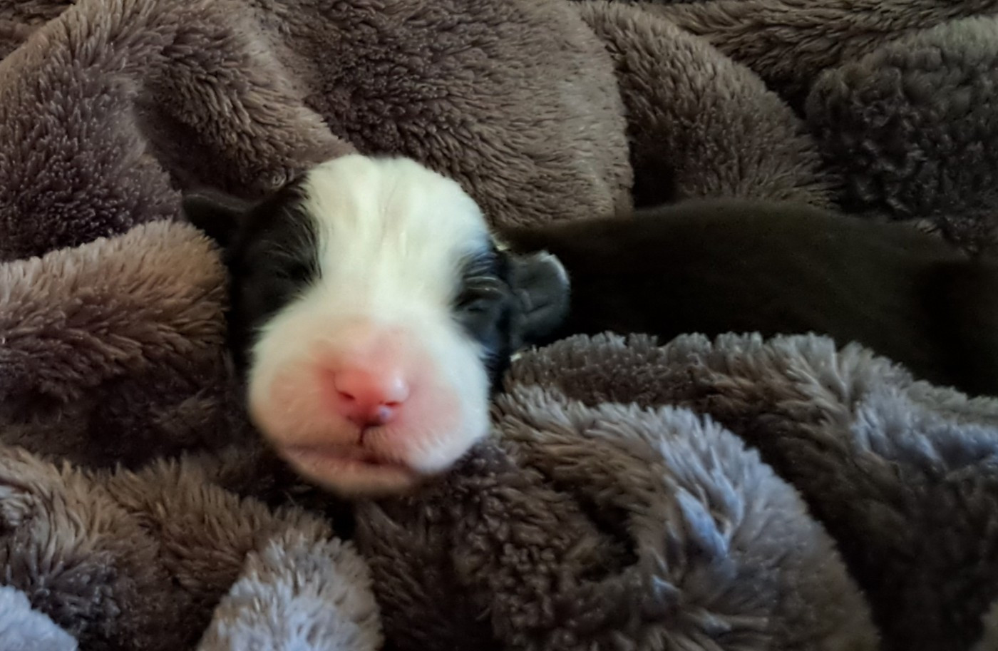 Of Pure Magic Wood - Chiots disponibles - Bearded Collie