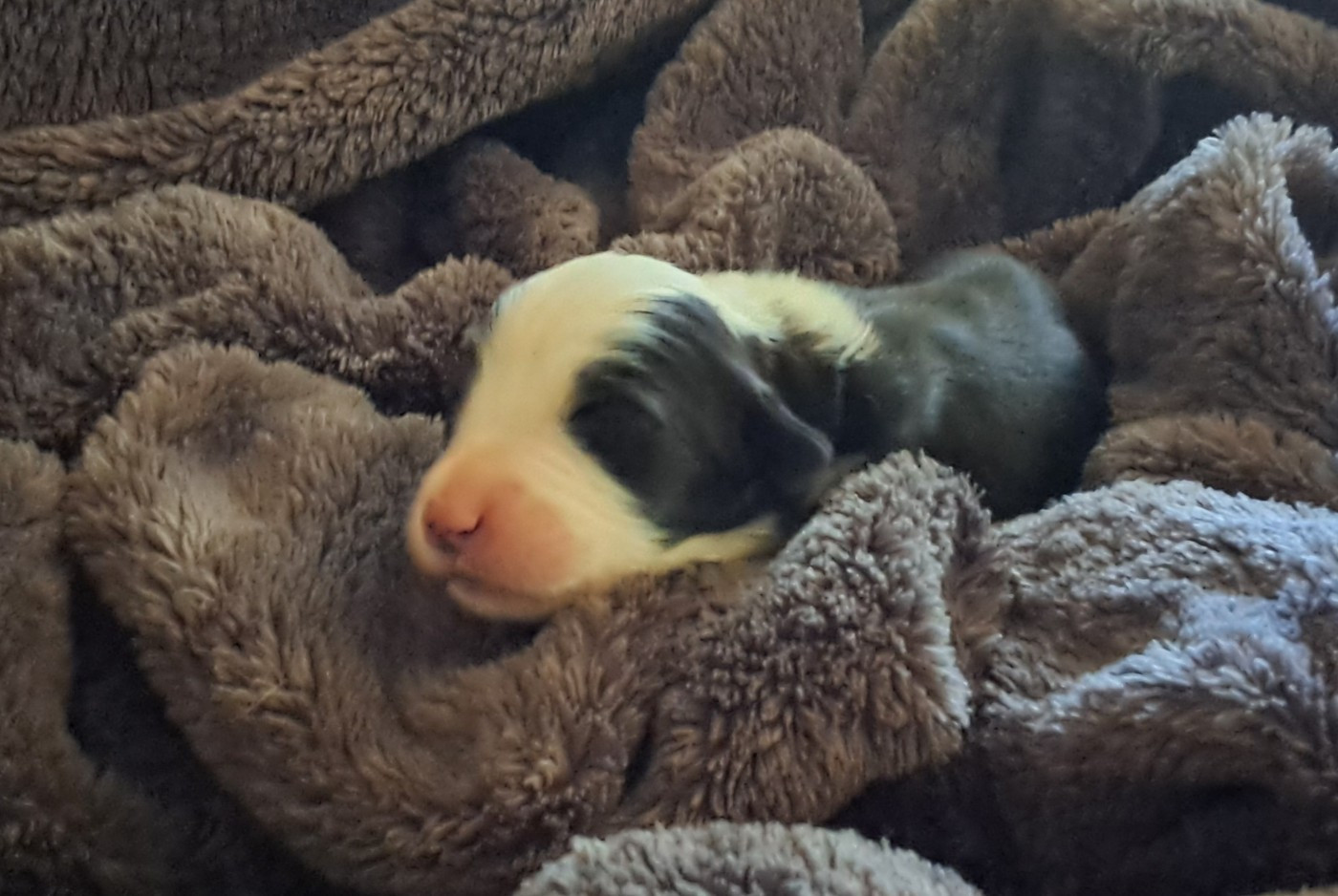 Of Pure Magic Wood - Chiots disponibles - Bearded Collie