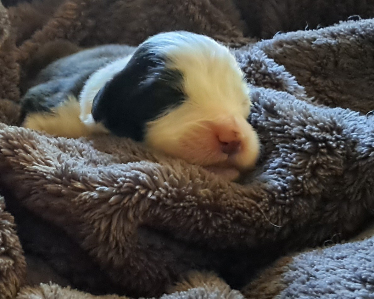 Of Pure Magic Wood - Chiots disponibles - Bearded Collie