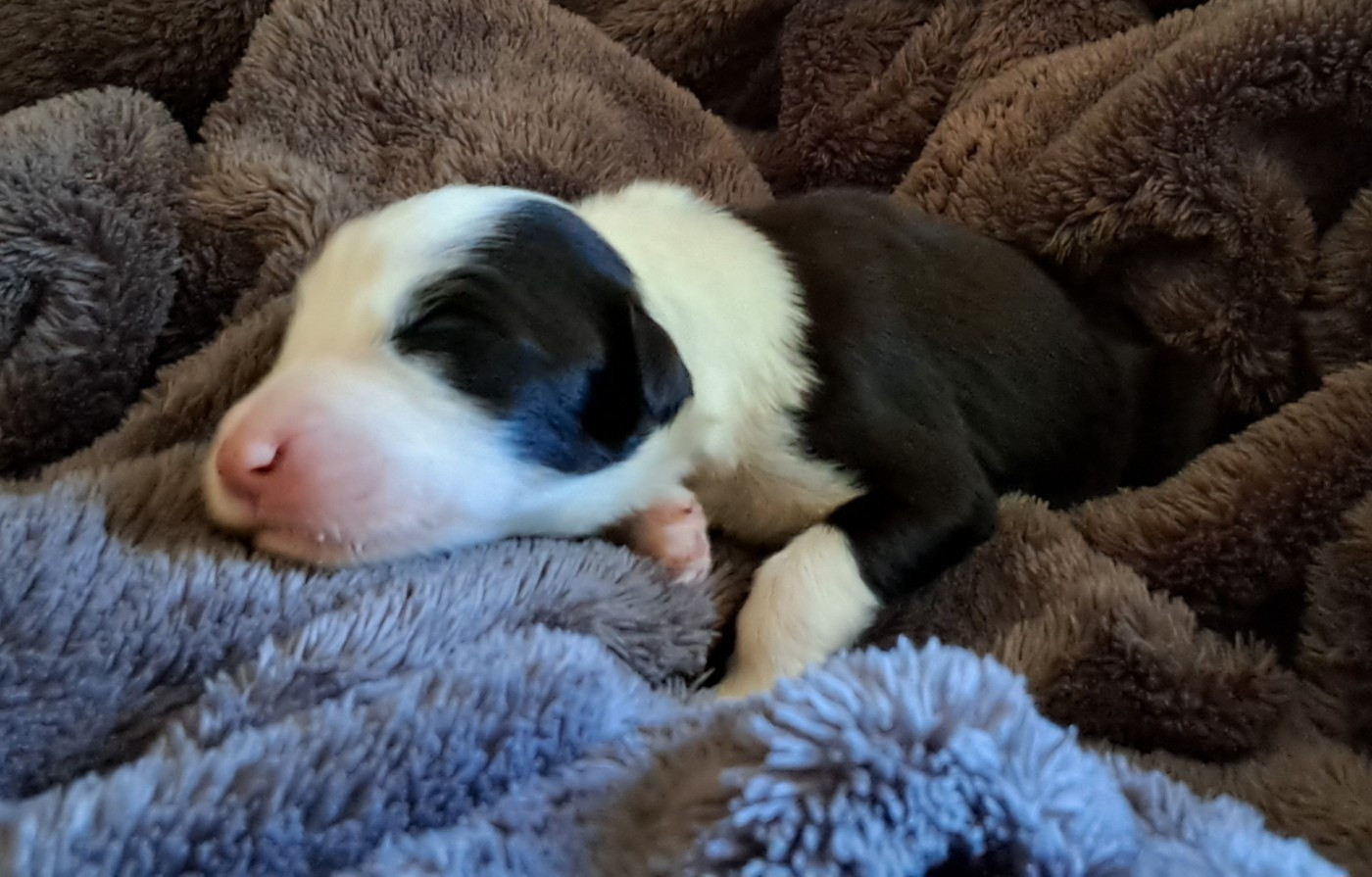 Of Pure Magic Wood - Chiots disponibles - Bearded Collie