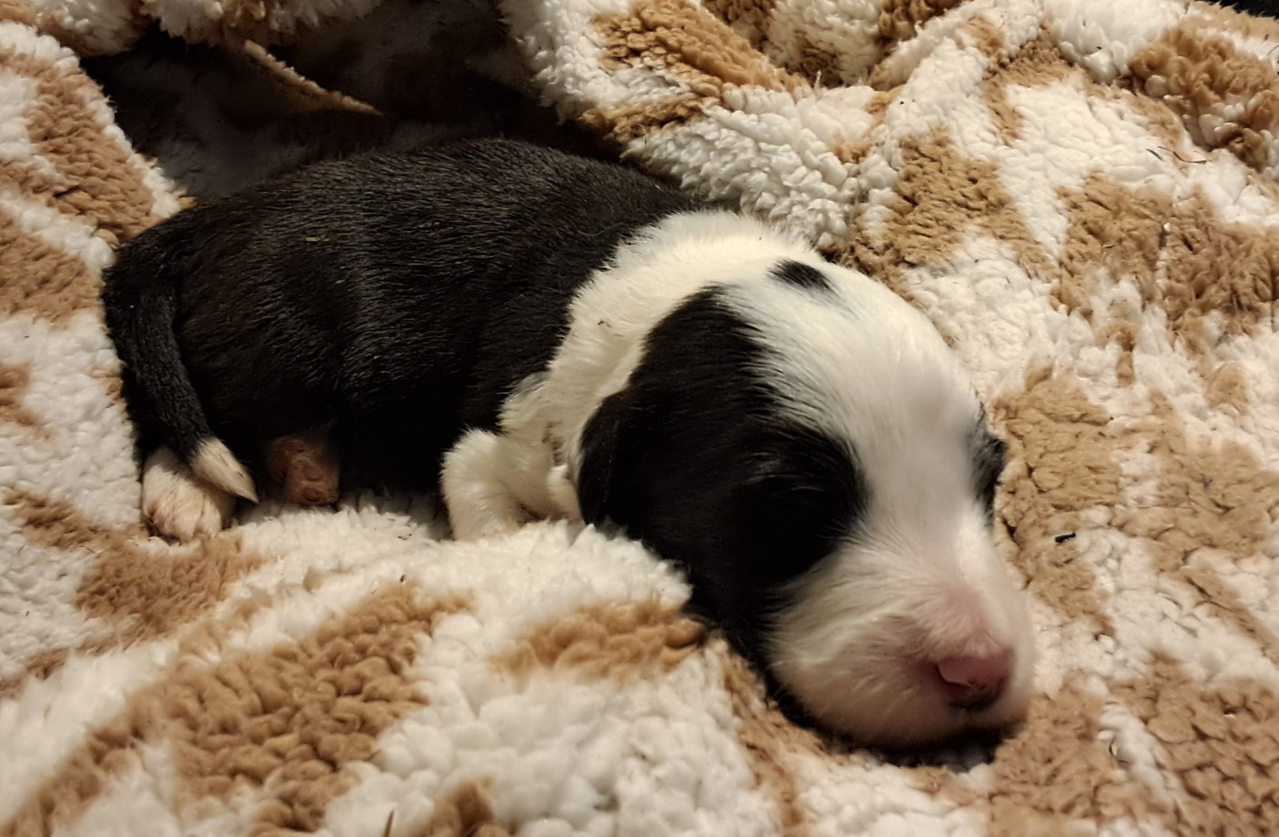 Of Pure Magic Wood - Chiots disponibles - Bearded Collie