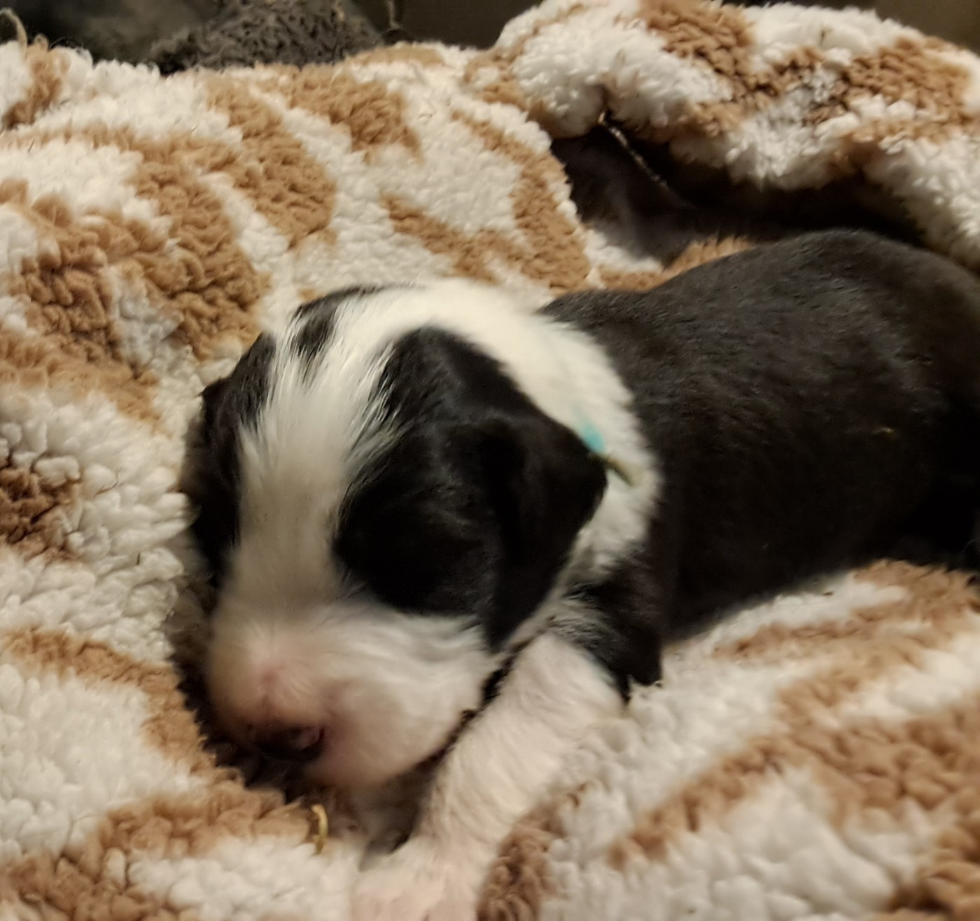 Of Pure Magic Wood - Chiots disponibles - Bearded Collie