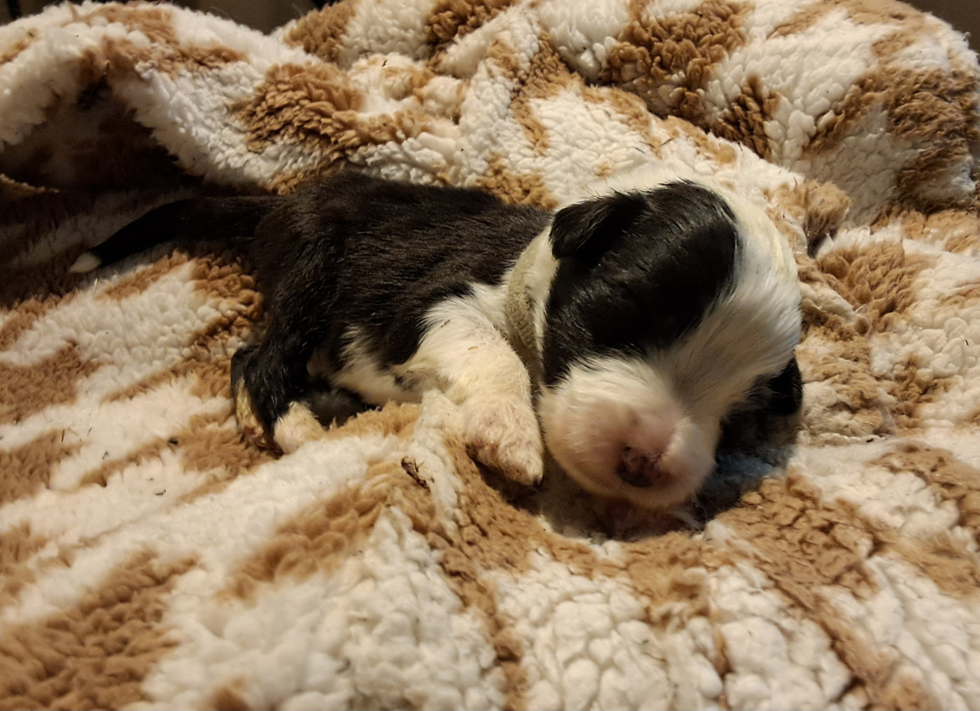Of Pure Magic Wood - Chiots disponibles - Bearded Collie