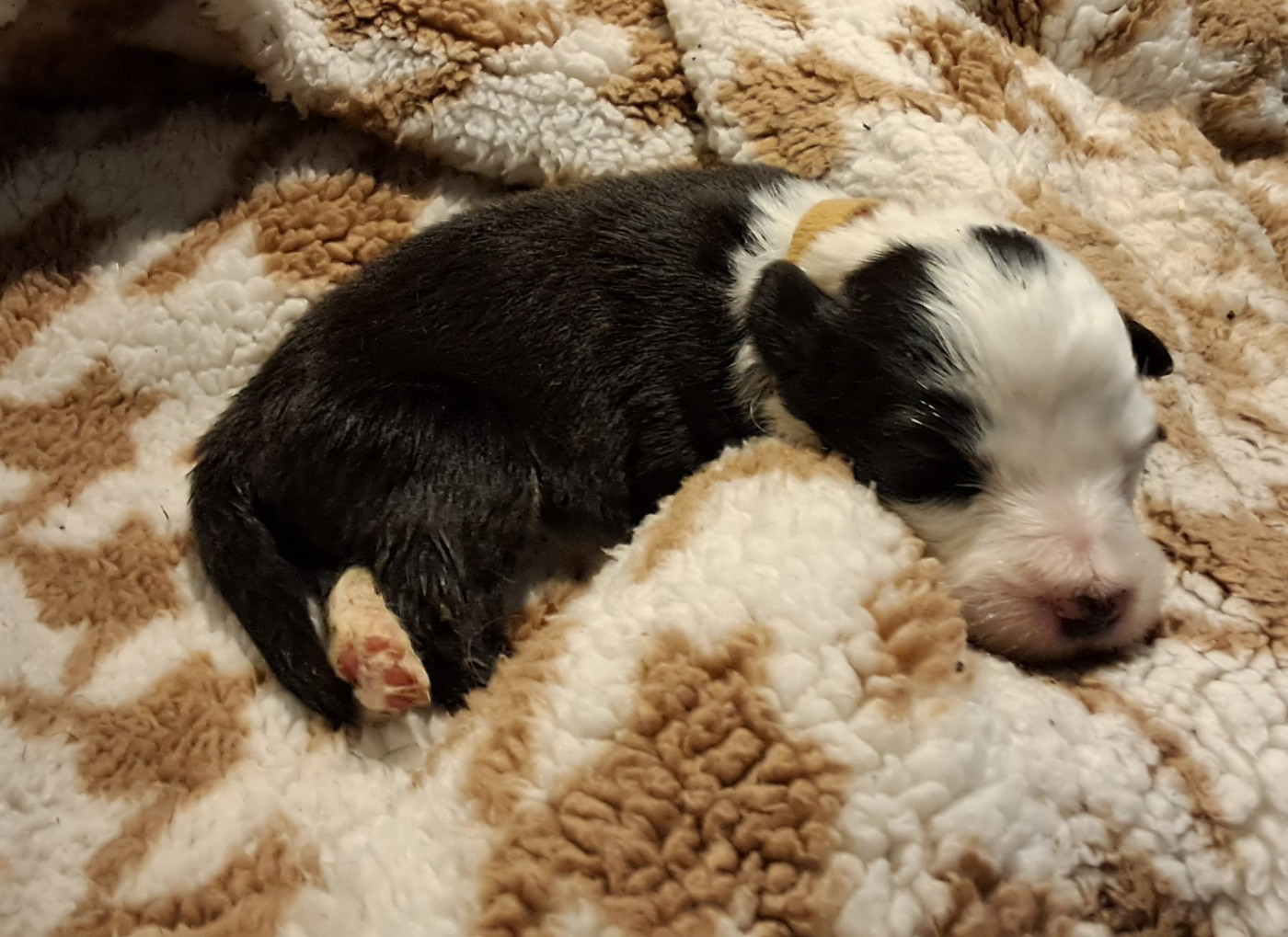 Of Pure Magic Wood - Chiots disponibles - Bearded Collie