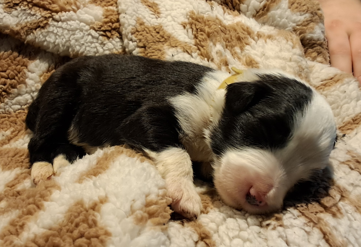 Of Pure Magic Wood - Chiots disponibles - Bearded Collie