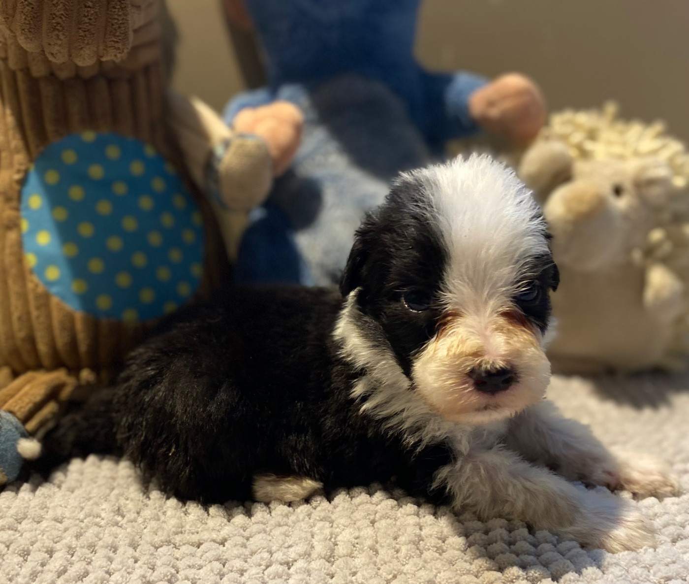 Of Pure Magic Wood - Chiots disponibles - Bearded Collie