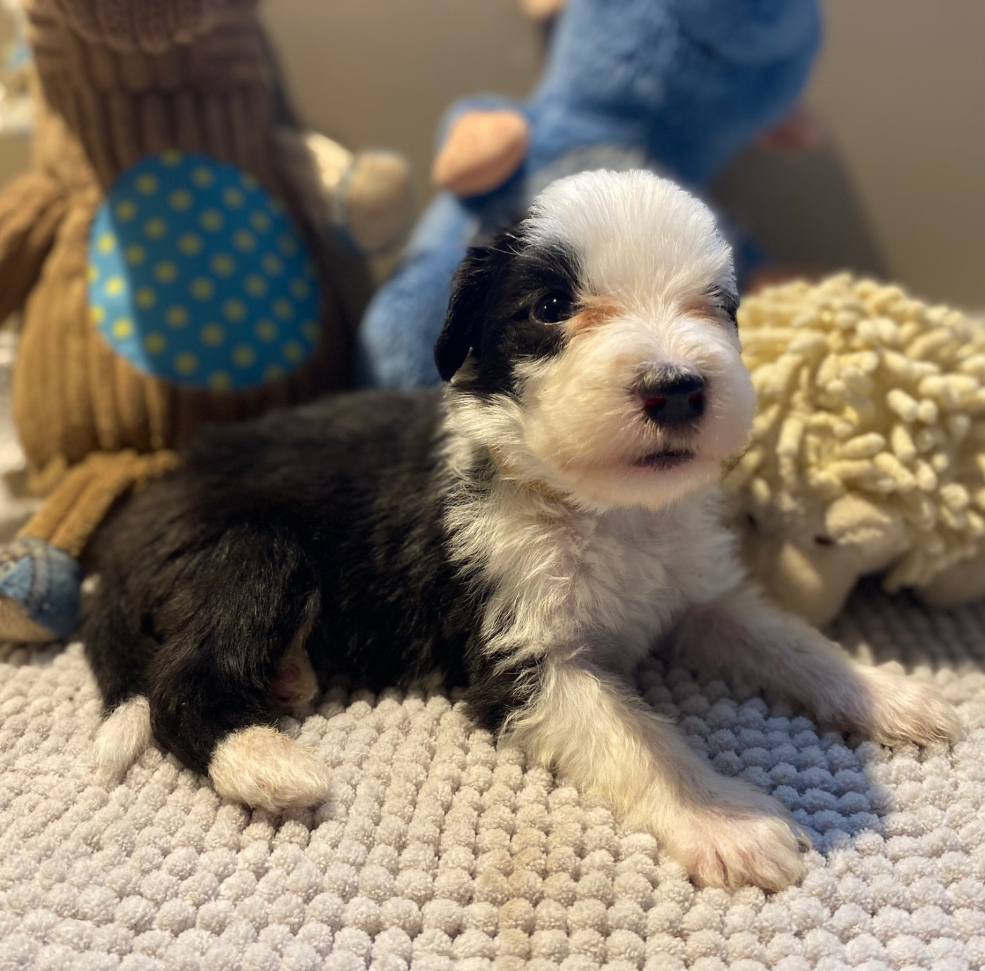 Of Pure Magic Wood - Chiots disponibles - Bearded Collie
