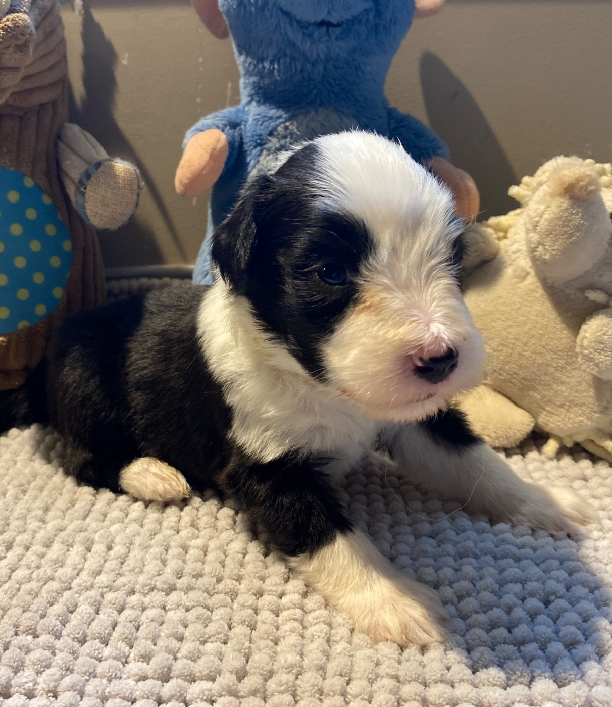 Of Pure Magic Wood - Chiots disponibles - Bearded Collie